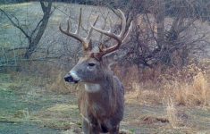 2018 Whitetail Rut Forecast And Hunting Guide | Whitetail Habitat - Deer Rut Map Texas