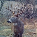 2018 Whitetail Rut Forecast And Hunting Guide | Whitetail Habitat   Texas Rut Map 2017