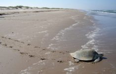 6 Best Beaches In Texas To Beat The Heat - Trekbible - Best Texas Beaches Map