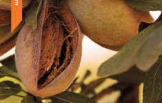 Annual Reports And Factsheets | California Almonds - Your Favorite - California Almond Production Map