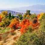 Autumn Leaves In California | Visit California   California Fall Color Map