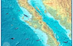 baja wall map baja california topographic maps Baja Wall Map - Baja California Topographic Maps