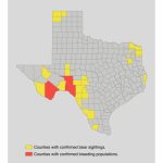 Bear Safety For Hunters In Texas   Texas Hunting Map