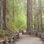 California Giant Redwoods Map California Redwood Forests Where To   Giant Redwood Trees California Map