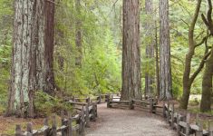 California Redwood Forests: Where To See The Big Trees - Giant Redwoods California Map