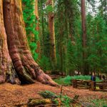 California Redwood Forests: Where To See The Big Trees   Giant Redwoods California Map