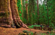 California Redwood Forests: Where To See The Big Trees - Giant Redwoods California Map