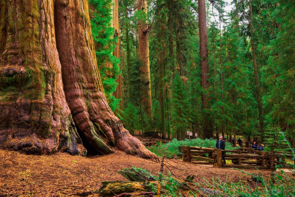 California Redwood Forests: Where To See The Big Trees - Giant Redwoods California Map