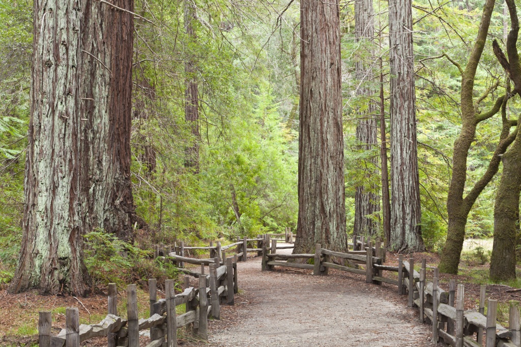 California Redwood Forests: Where To See The Big Trees - Redwood Forest California Map