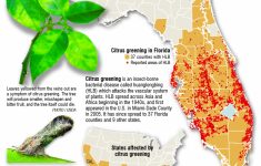Citrus Greening: Florida's Bittersweet Harvest - Extra - Where Are Oranges Grown In Florida Map