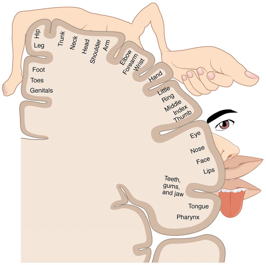 cortical-homunculus-wikipedia-printable-body-maps-printable-maps