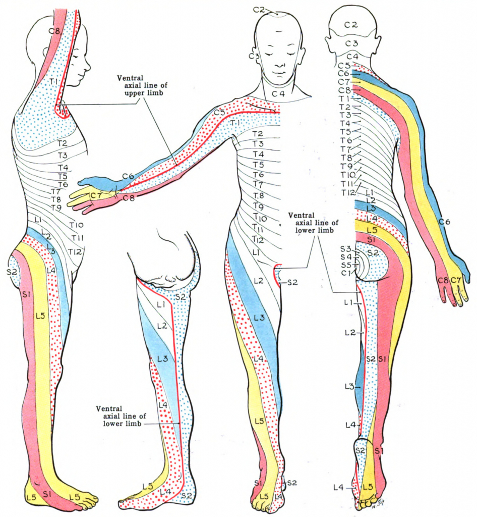 Dermatome (Anatomy) - Wikipedia - Printable Dermatome Map