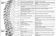 Dermatome Chart Printable | Health | Health, Wellness, Health - Printable Dermatome Map