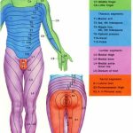 Dermatome Chart With Symptoms | More Pain First Thing In The Morning   Printable Dermatome Map