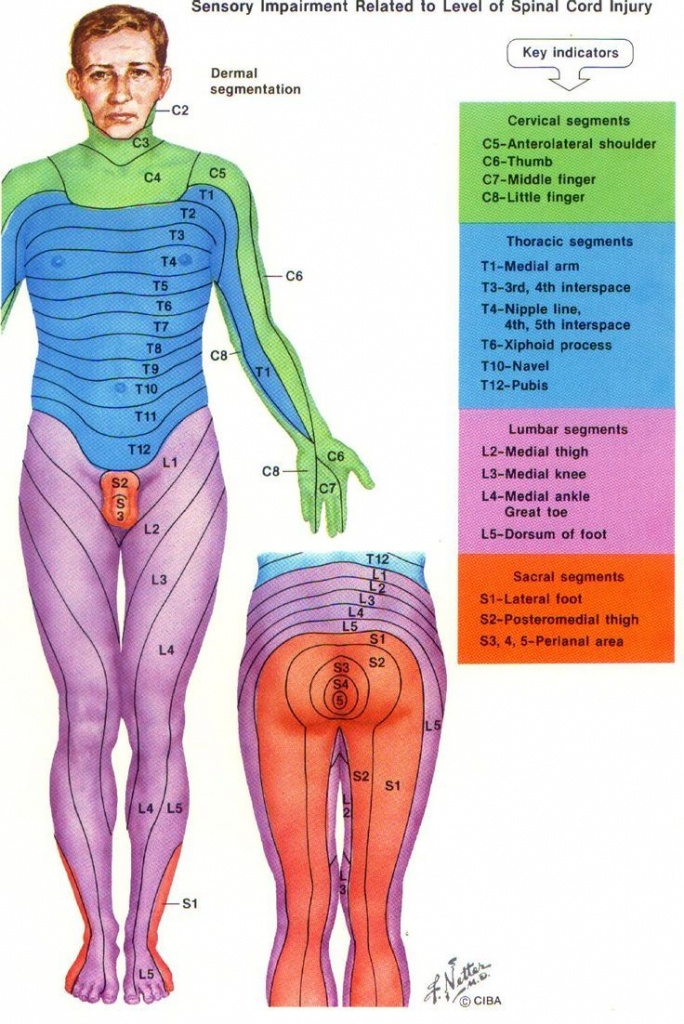 Dermatome Chart With Symptoms | More Pain First Thing In The Morning - Printable Dermatome Map