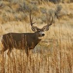 Desert Mule Deer Populations And Value On Private Lands In Texas   Mule Deer Population Map Texas