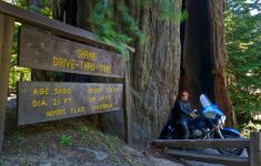 Drive Through A Redwood - Giant Redwoods California Map