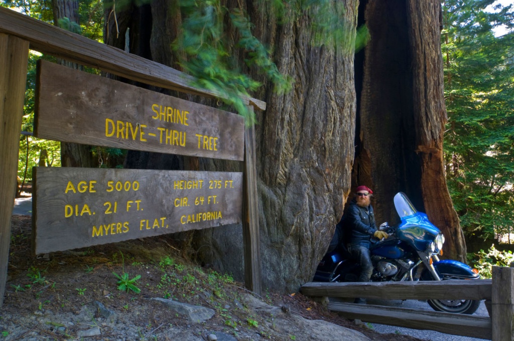 Drive Through A Redwood - Giant Redwoods California Map