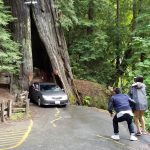 Drive Through Trees   Giant Redwood Trees California Map