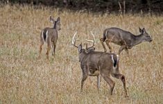 Exclusive: 2018 Peak Rut Forecast - Deer Rut Map Texas