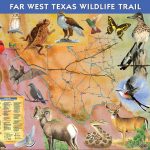 Far West Texas Wildlife Trail Debut Marks Milestone   Ride Texas   Texas Birding Trail Maps