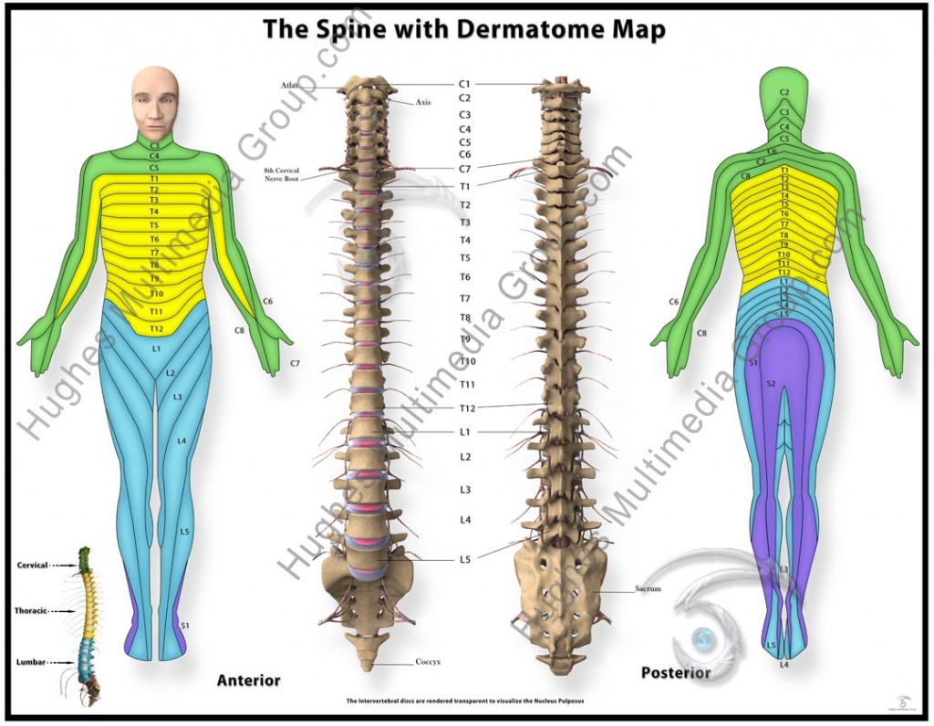 Hd Wallpapers Printable Dermatome Chart Hd87Love.cf - Printable Dermatome Map