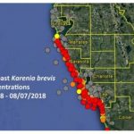 How To Check For Red Tide Before Going To The Beach   Current Red Tide Map Florida