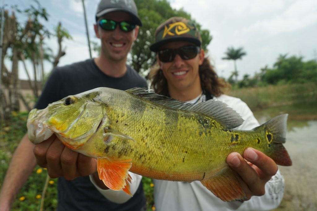 How To Find And Catch Peacock Bass - How To Find And Catch Peacock Bass In South Florida Peacock Bass Florida Map 1024x683 