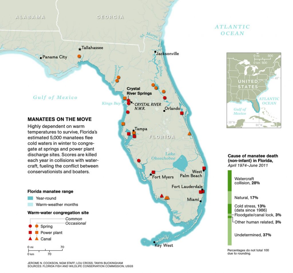 Manatee Invasion! – National Geographic Education Blog - Florida Hot