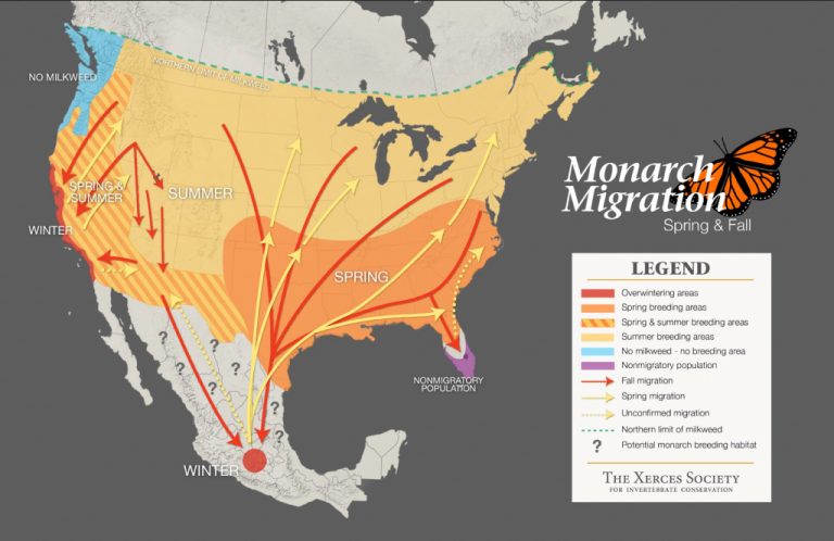 Monarch Butterfly Distribution Map Monarch Butterfly Migration Map California 768x498 