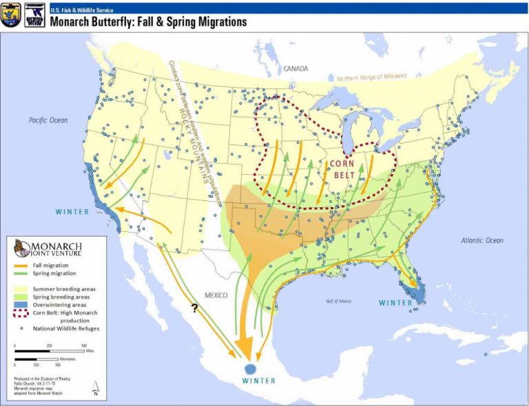 Monarchs: North America's Butterfly | National Wildlife Refuge System ...