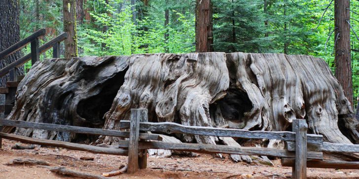 Giant Redwood Trees California Map