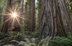 places to see big trees visit california giant redwoods california map Places To See Big Trees | Visit California - Giant Redwoods California Map