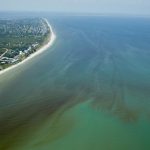 Red Tide Is Devastating Florida's Sea Life. Are Humans To Blame?   Florida Beach Bacteria Map 2018