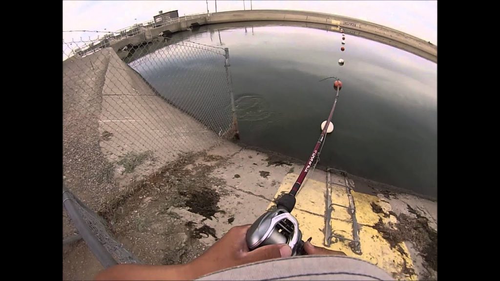 Striper Fishing Kettleman City (California Aqueduct) - Youtube