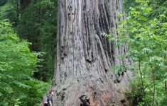 Ten Must See Redwood Trees - Giant Redwoods California Map