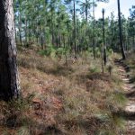 Top 10 Hiking Trails In Florida | Visit Florida   Florida Hiking Trails Map