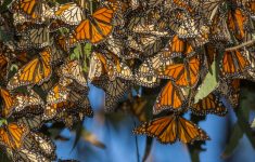Where To See The Monarch Butterflies In California - Monarch Butterfly Migration Map California
