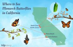 where to see the monarch butterflies in california monarch butterfly migration map california Where To See The Monarch Butterflies In California - Monarch Butterfly Migration Map California